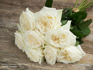 ROSE WHITE O HARA 50